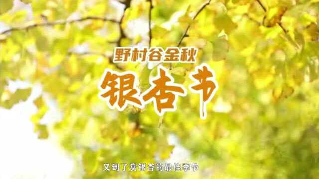 野村谷银杏节