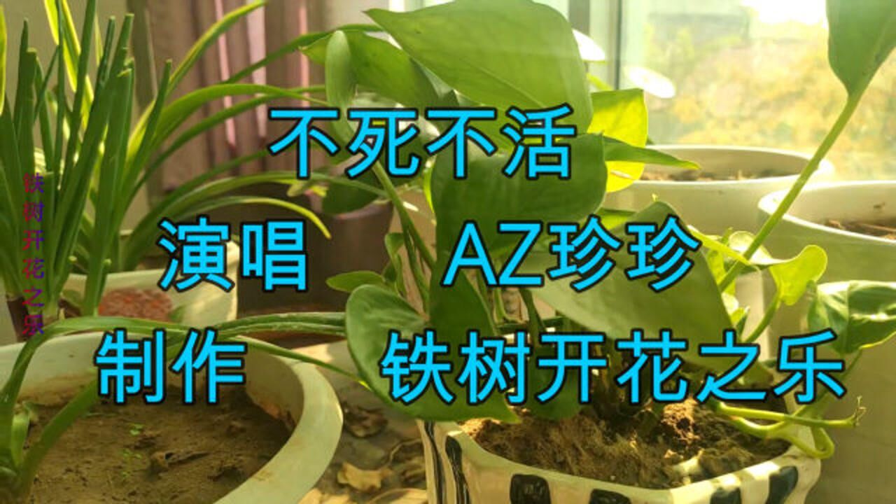 az珍珍伤感歌曲《不死不活》,肝肠寸断的歌声,听得心酸又催泪