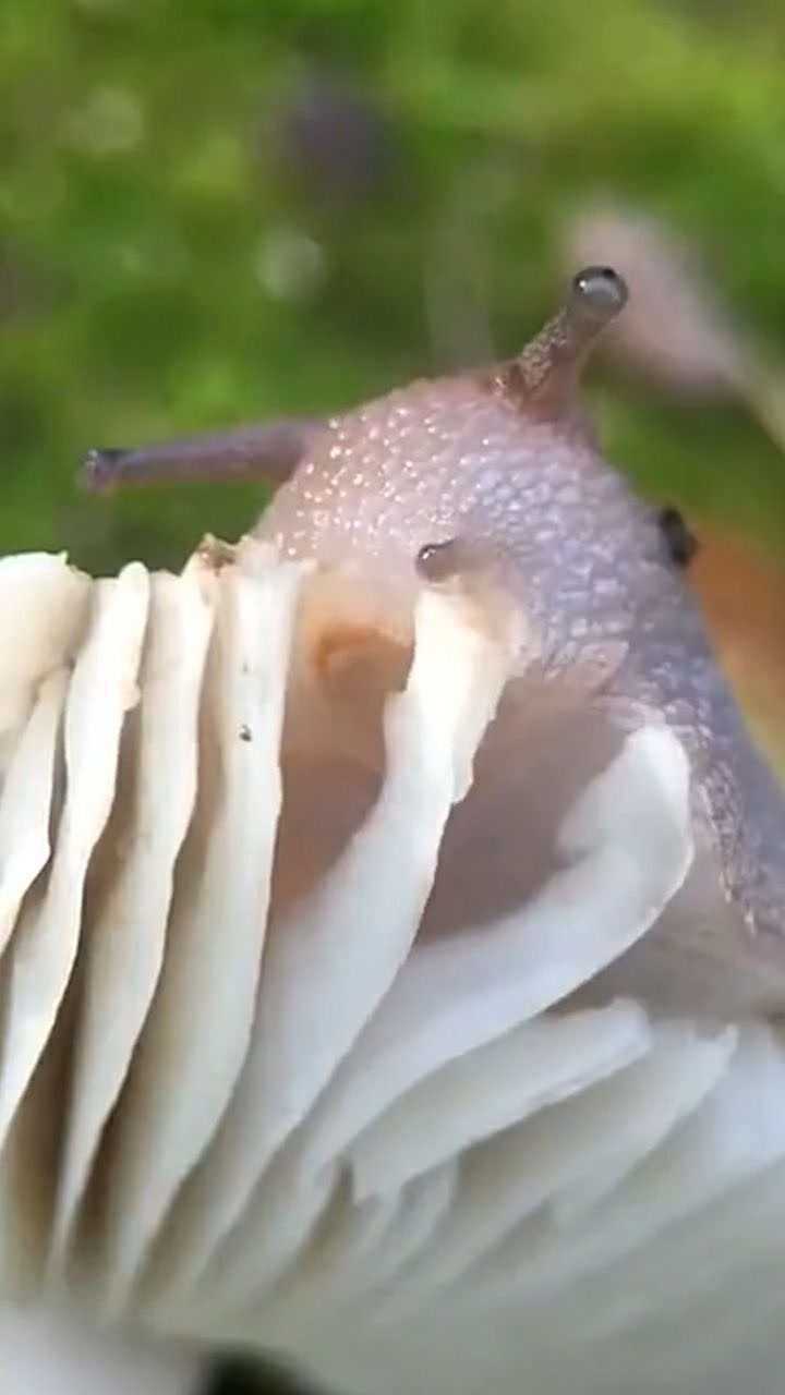 蜗牛有多少颗牙齿 腾讯网