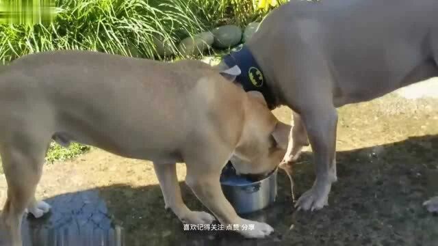 笨狗连喝水都不会跟人家比特犬好好学习下