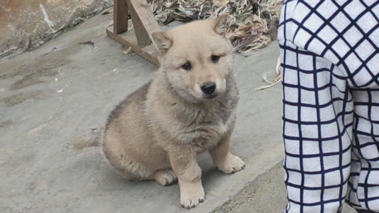 中国小土狗完全长大了对比前后颜值变化