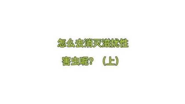 怎么消灭害虫(上)?