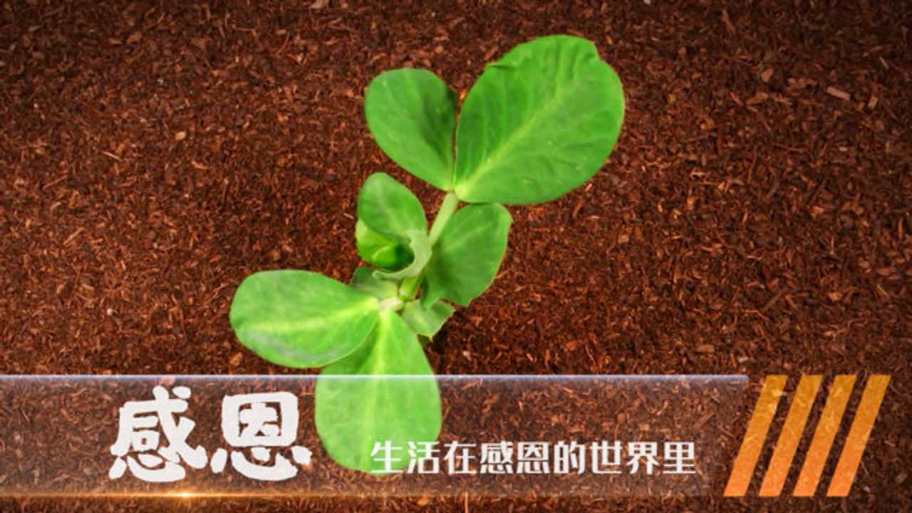 感恩 生活在感恩世界里