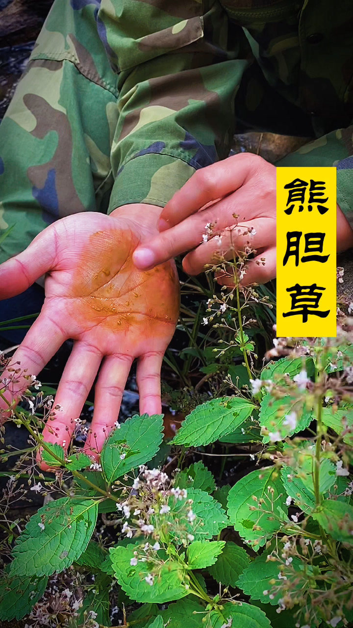 熊胆草溪黄草