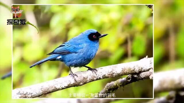 原来黑妆脸刺花鸟长这样,浑身蓝色羽毛真好看