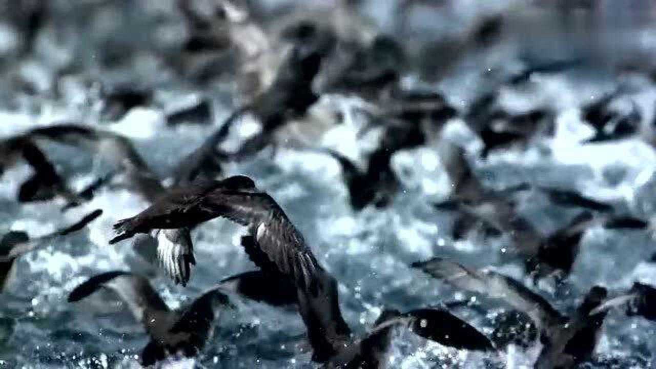 短尾鹱和座头鲸捕食磷虾和鲱鱼的宏大场面_高清1080P在线观看平台_腾讯视频