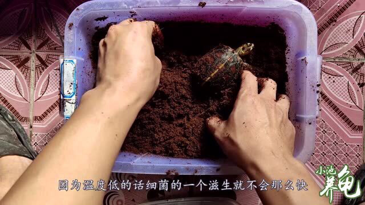 小池养龟:用椰土给乌龟冬眠怎么操作,简单实用的冬眠方式