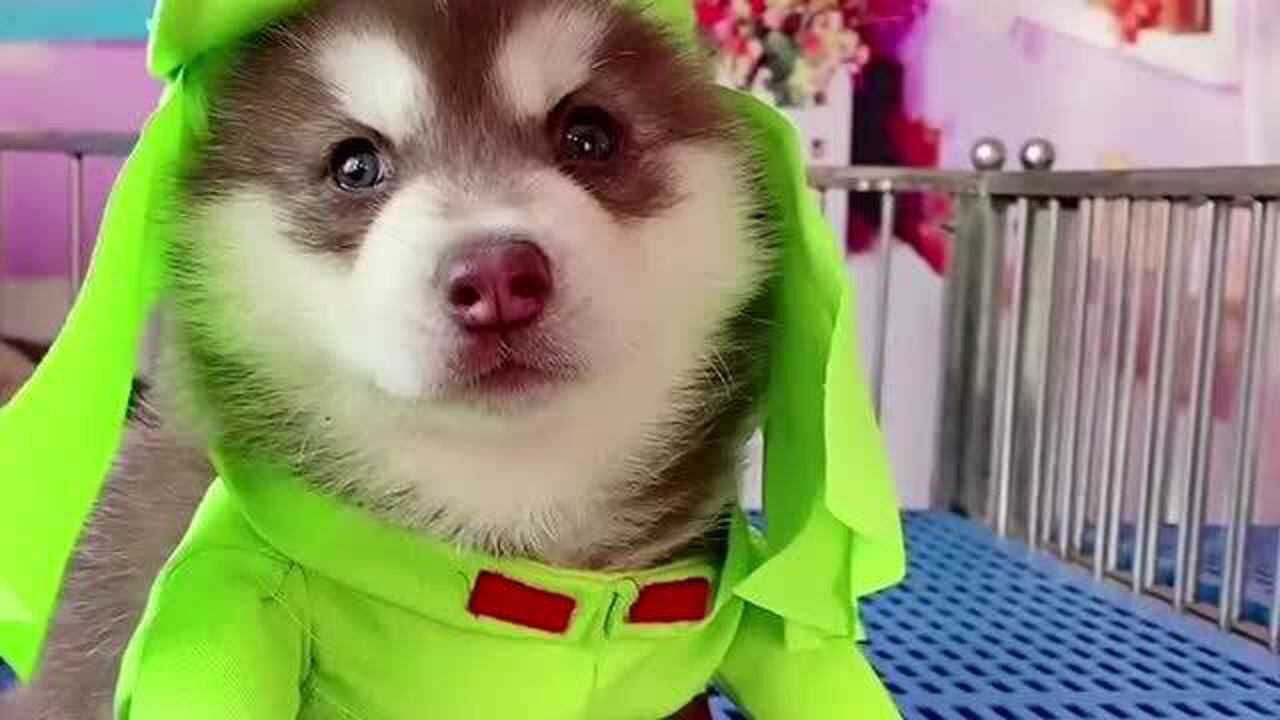 铲屎官恶搞小哈士奇给他穿上奇葩衣服这画面看的我莫名的想笑