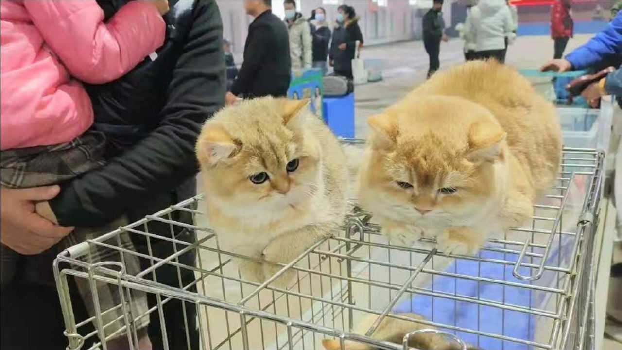 小胖实拍沈阳塔湾宠物市场二百元和一万元的猫咪差距大吗