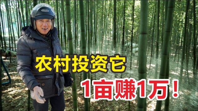 同样在农村务农,浙江农民1年能赚40万!看看人家是怎么做的