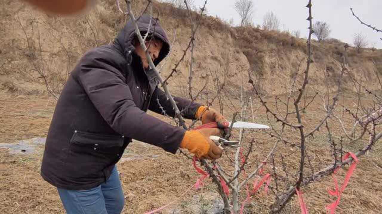 三年期花椒树的修剪看看五龙温家湾温玉春咋修剪