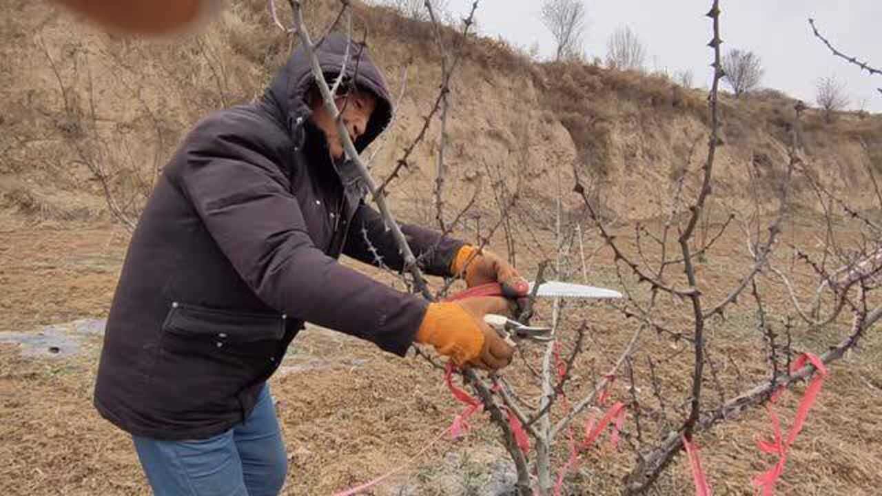 小花椒树怎样修剪图片