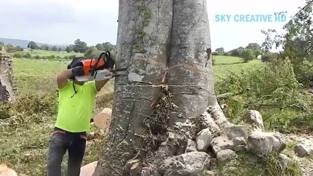 有技巧的砍伐树木,当树倒下的那一瞬间,太有成就感了