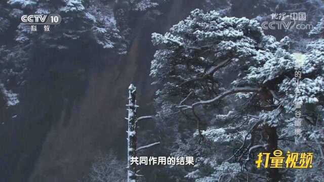 锅盔山独特的雪,结构松散黏性小,十分便于滑雪行进