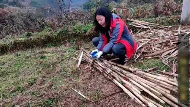 大山村庄里留守媳妇:春夏秋冬种地栽果养猪,呆久了怕自己会疯了去!