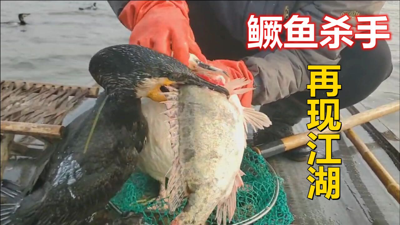 鸬鹚抓鱼太狠了,凶猛的大鳜鱼也毫无还手能力,被咬住动都动不了_高清1080P在线观看平台_腾讯视频
