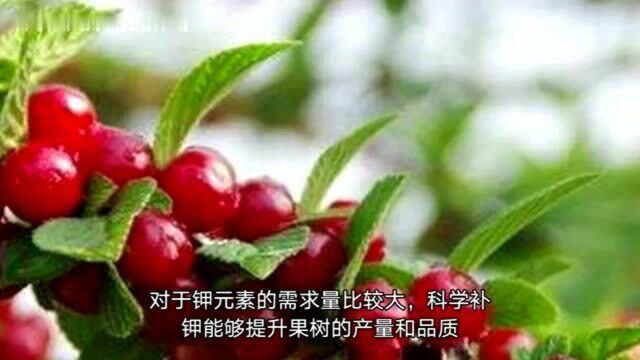 果树果实不甜怎么办?果树用什么肥增甜着色效果好?果树增甜用高钾水溶肥