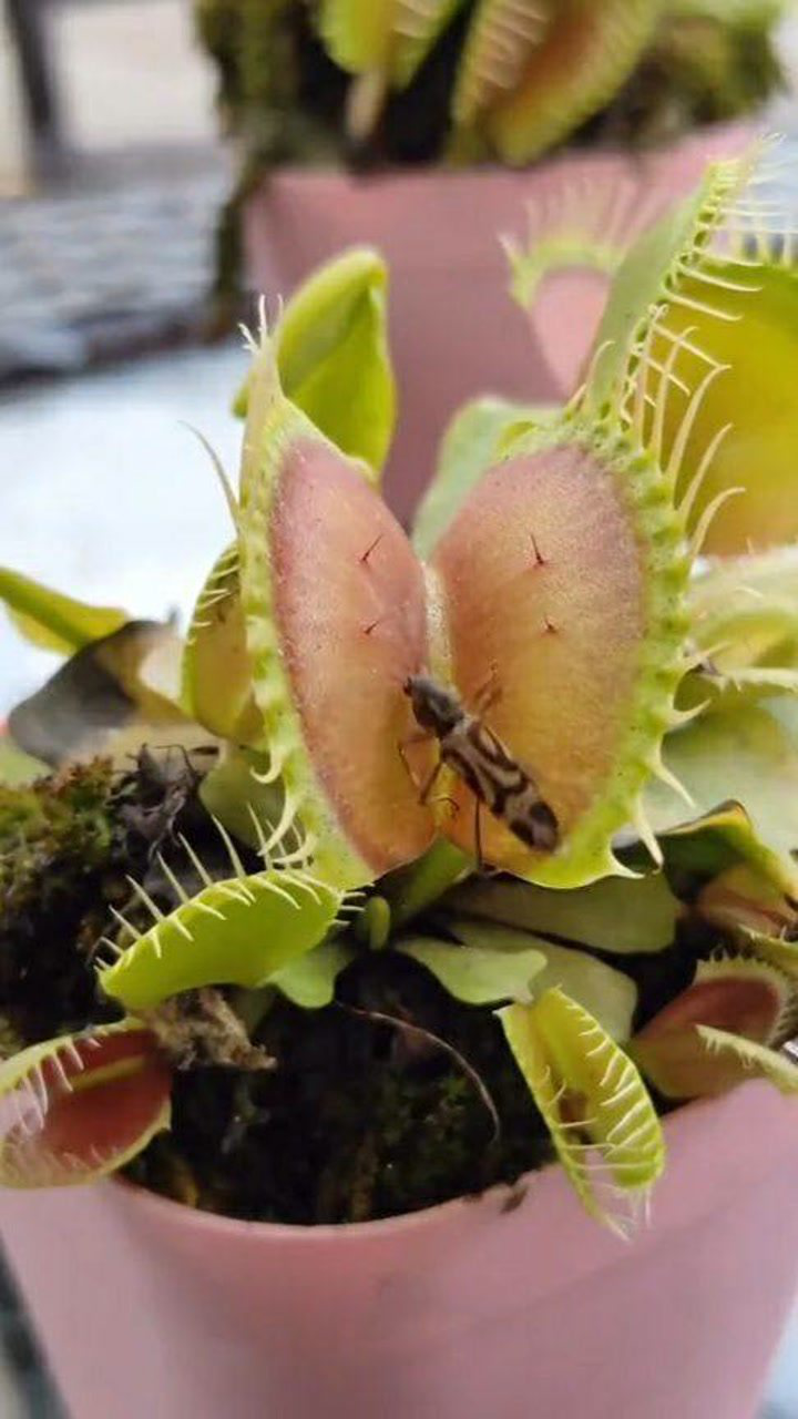 多养些食人花,它还可以帮你抓蚊子呢!