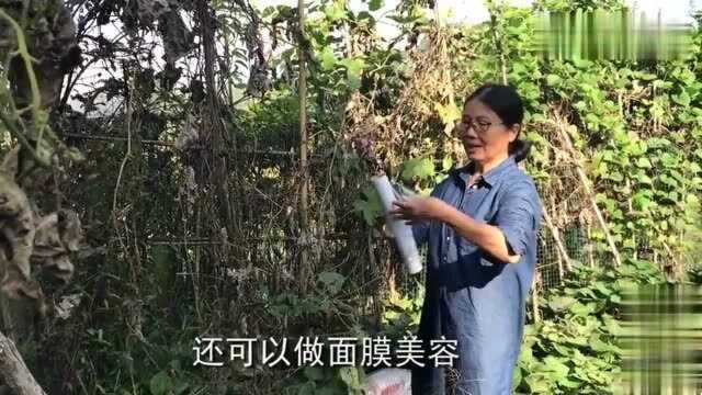 农村大姐每天用瓶子接丝瓜水,一小罐就能卖二十多,可以发家致富了