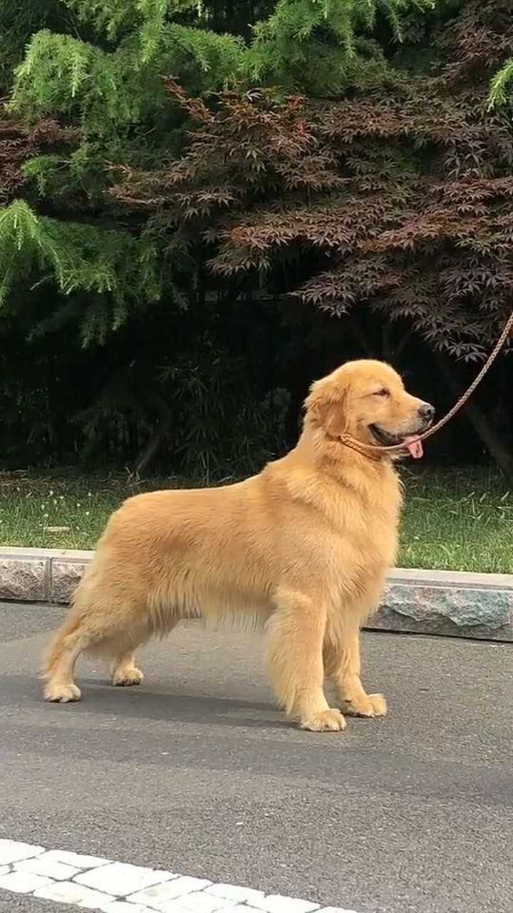 标准的纯种金毛犬