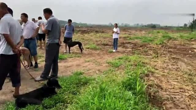 现在的农村狗市,狗的品种多,数量也多,质量还高!