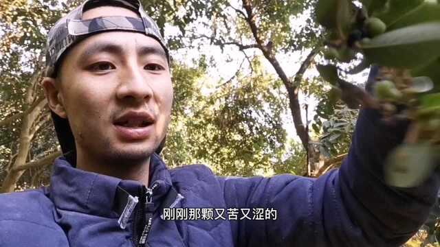 土蜜树果子能吃吗?深山试吃