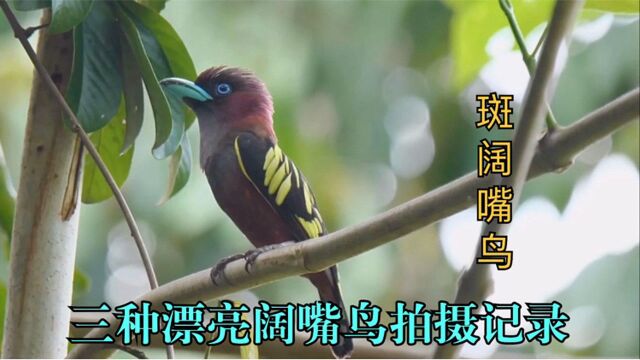 三种漂亮阔嘴鸟拍摄记录