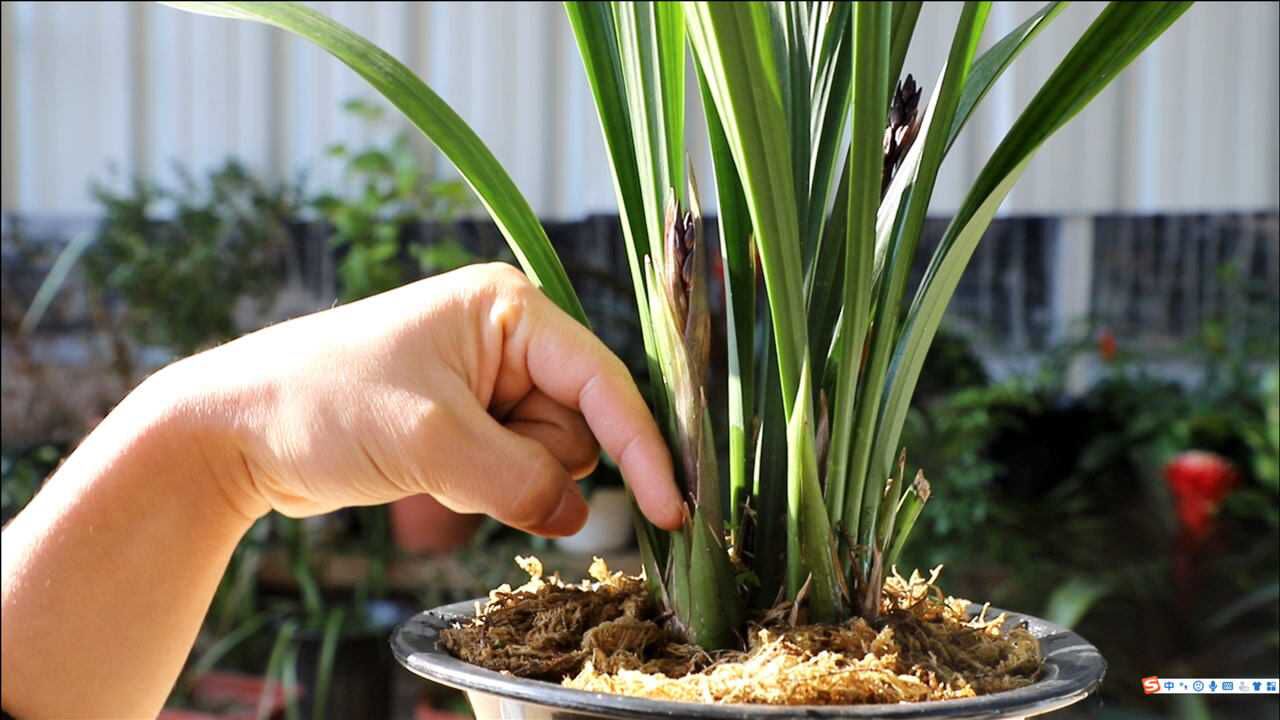 一个方法养兰花让花箭个个变粗壮跟手指一样壮