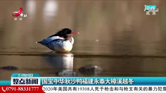 国宝中华秋沙鸭福建永泰大樟溪越冬