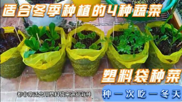 适合冬季种植的4种蔬菜,用塑料袋来栽种,一冬天都有新鲜蔬菜吃