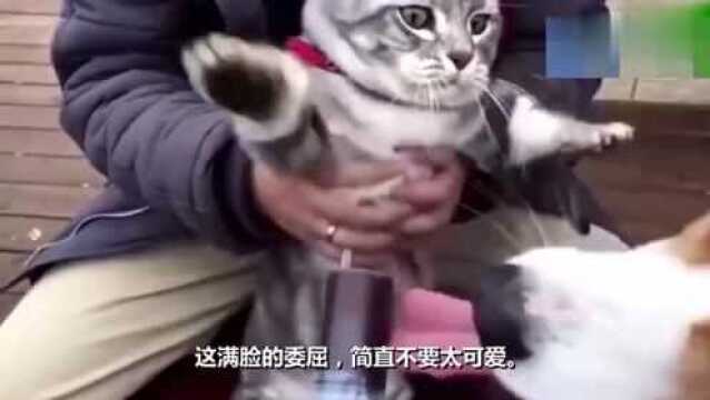 搞笑视频:嗯嗯,都说猫肉都好吃,我也尝尝嗯,好吃吗?小狗改.