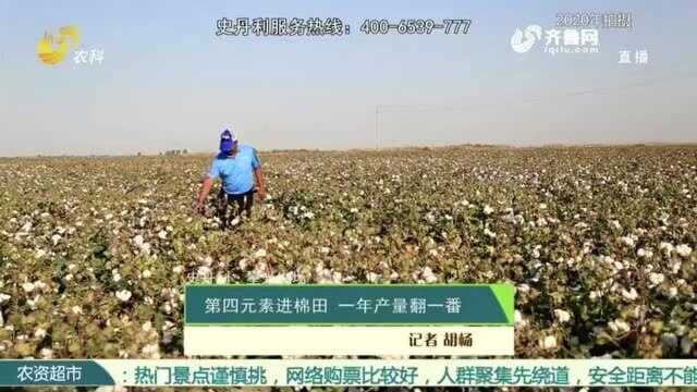 大叔种植技巧多 利用第四元素进棉田 实现了一年产量翻一番