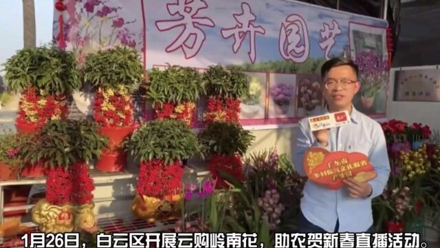 白云区“云上花市”成交金额超536万!全力助花农销售年花