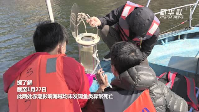 深圳东部海域出现赤潮 未见鱼类异常死亡