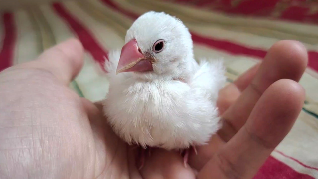 三只可爱的连体文鸟雏鸟,刚吃完就想睡觉,被它们的睡姿萌化了