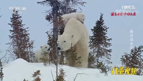 在三个小北极熊中，这一只格外聪明，它让妈妈背着它走