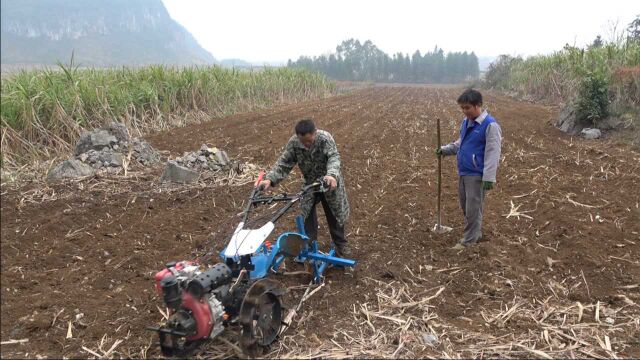 农村使用新型微耕机种植甘蔗,能开沟能盖土,省时省力真是太牛了