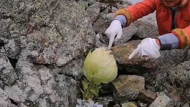 神奇又代表吉祥生物“雪莲花”