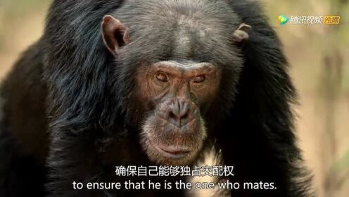 黑猩猩头领遭篡权被围攻的珍贵画面，被拍到了！