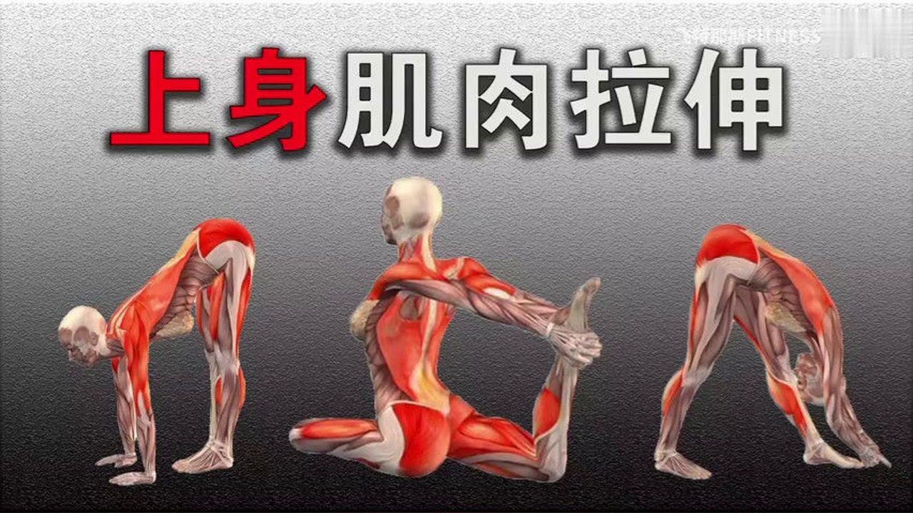 最全套上身肌肉静态拉伸大全,12个拉伸动作,让你一目了然!_高清1080P在线观看平台_腾讯视频