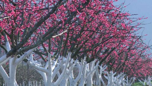 视频丨蓝山：桃花盛开满园春