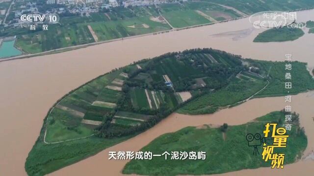 黄河急流中的天然泥沙岛屿娘娘滩,四面环水植物茂盛