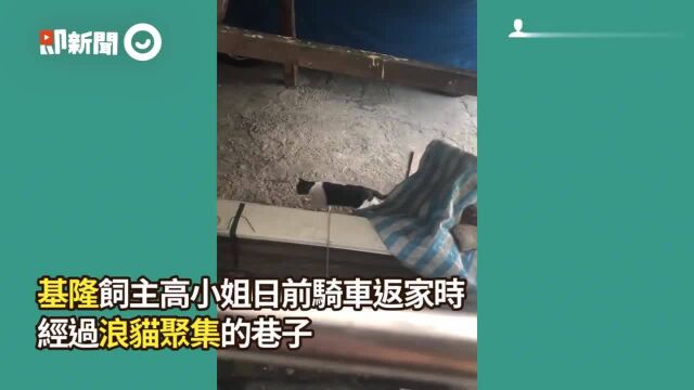 路上巧遇「自家同款」是非浪猫,越看越谙习!妈: 又偷跑出门