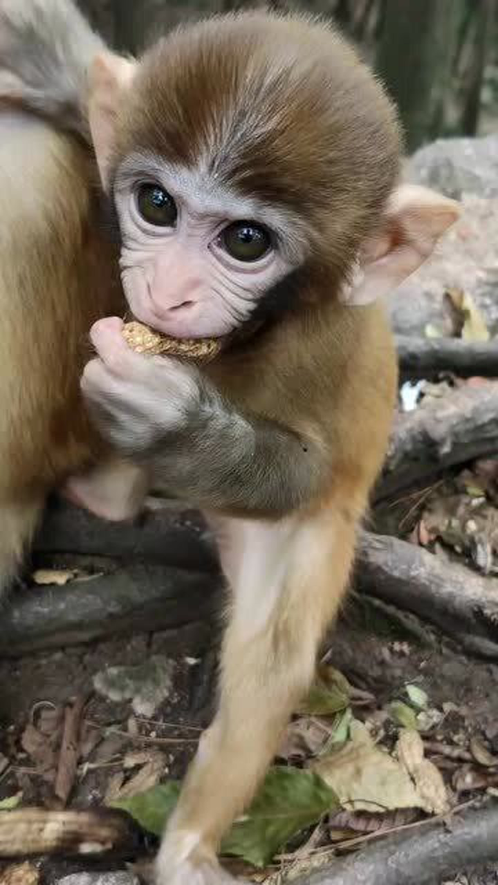 这只猴子的眼睛超级大,感觉非常有神,特别吸引人
