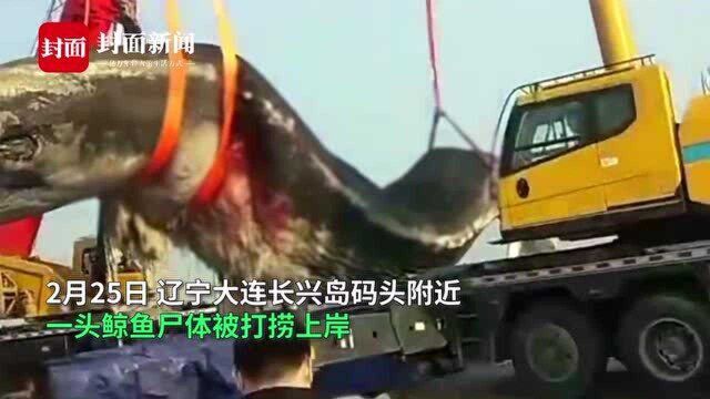 大连长兴岛惊现18米长鲸鱼 死亡多日尸体腐烂被打捞上岸