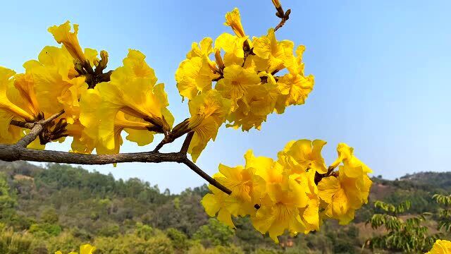 莫负好春光,一起去赏风铃花!