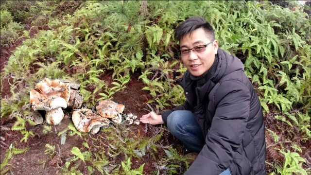 小伙上山捡蘑菇,发现珍贵又稀少的“撸鸡菇”给大家认识一下