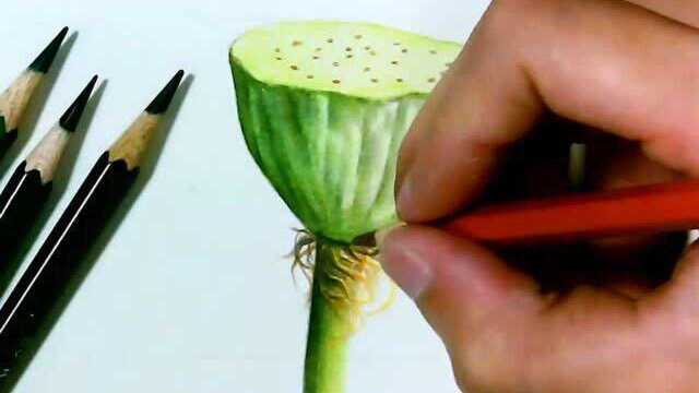 彩铅手绘画莲子绘画全过程教学
