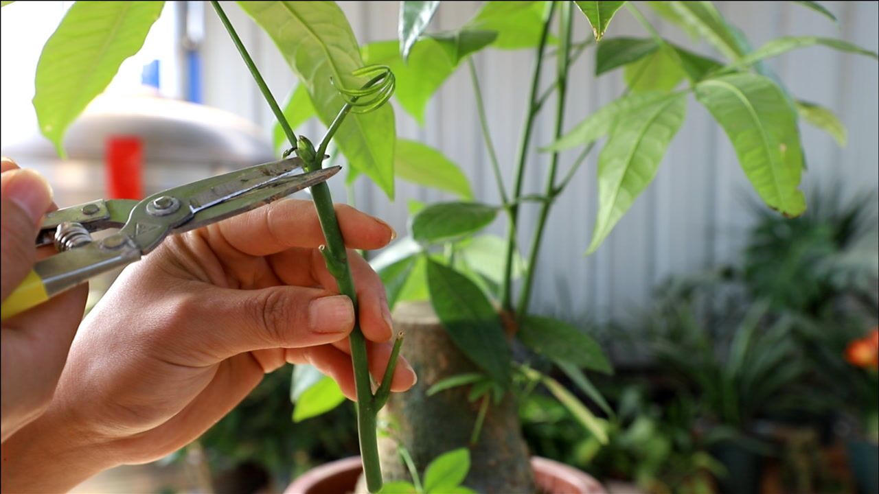 扦插发财树只需一根枝条还你满盆绿意