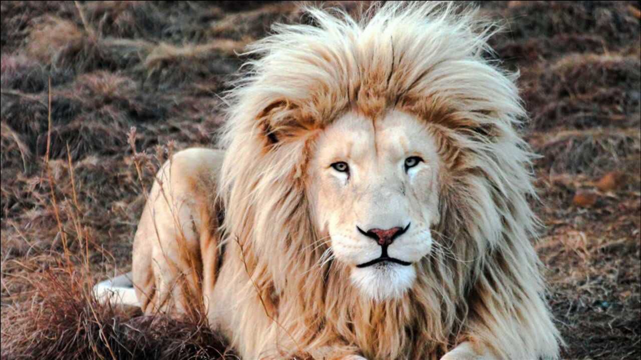 一头白色的狮子王,真是威武霸气!